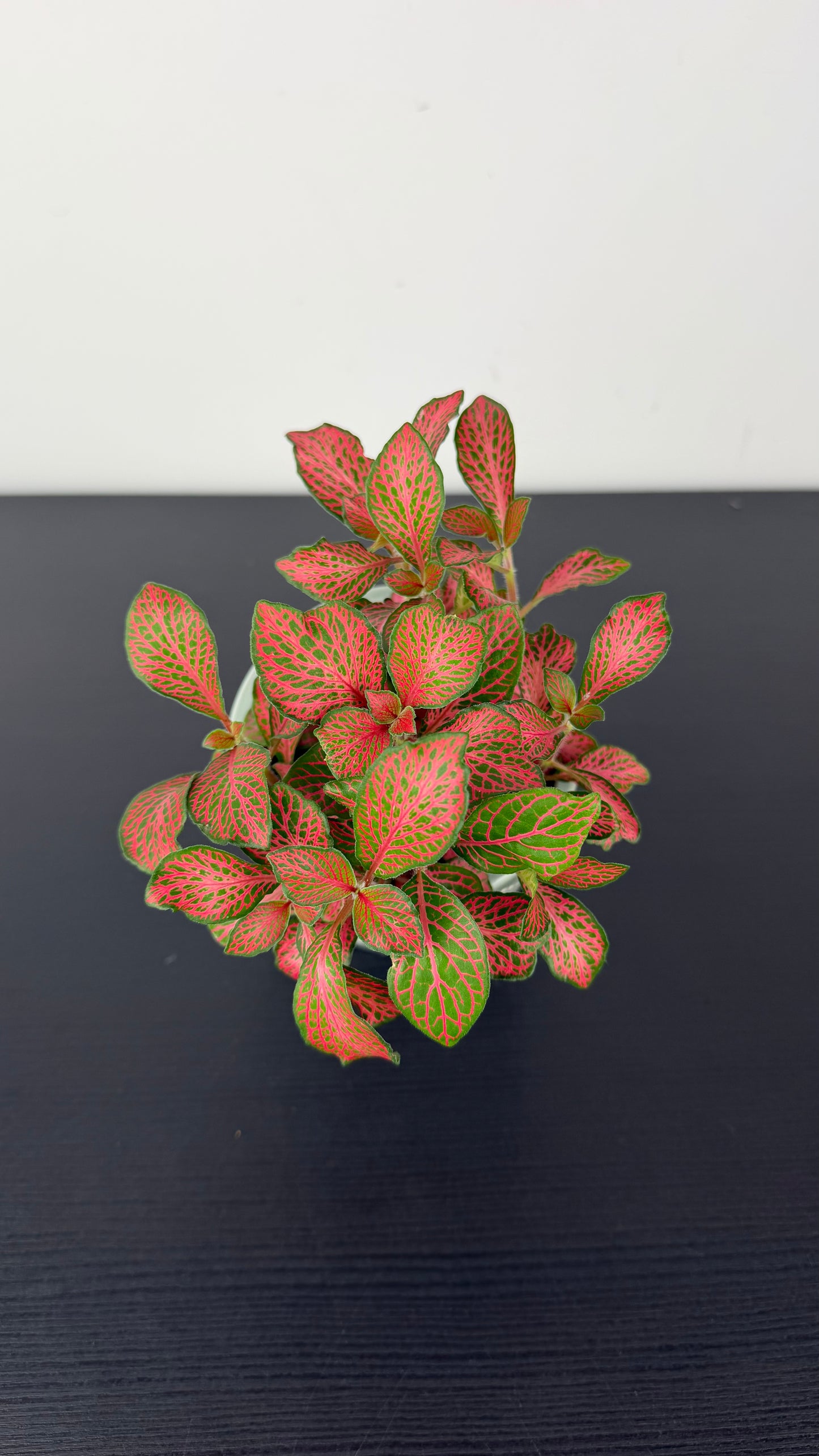Fittonia 8