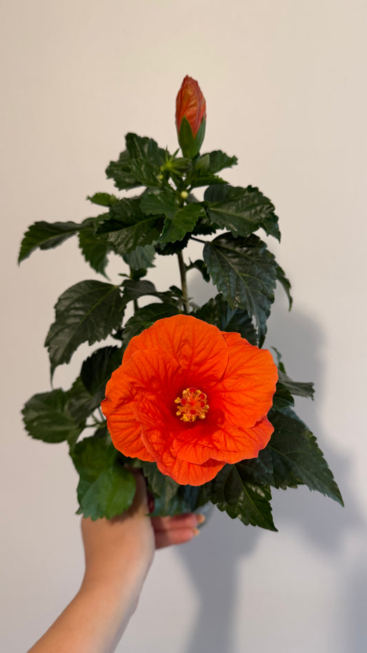 Hibiscus orange