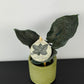 Alocasia Antoro Velvet