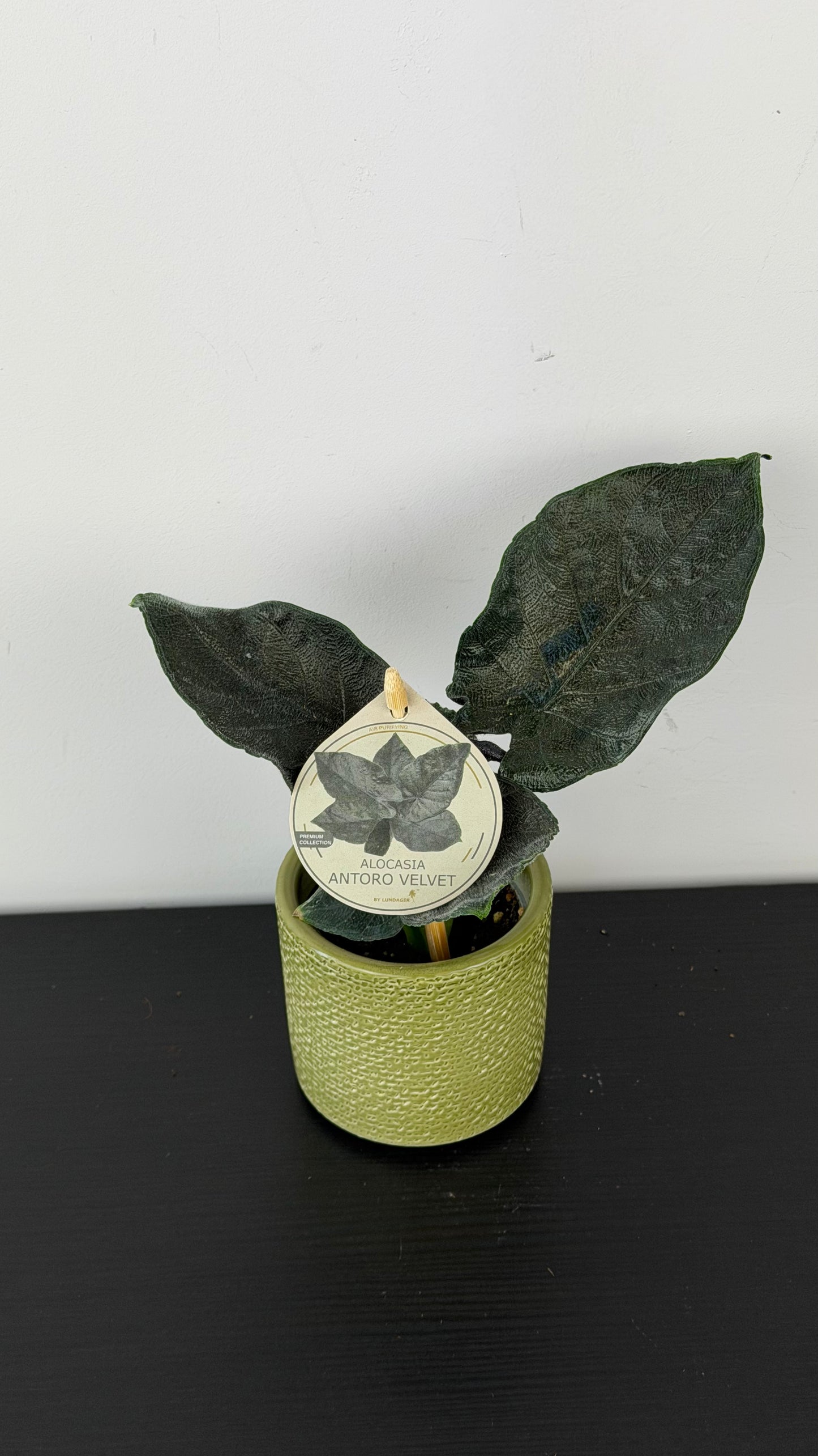 Alocasia Antoro Velvet
