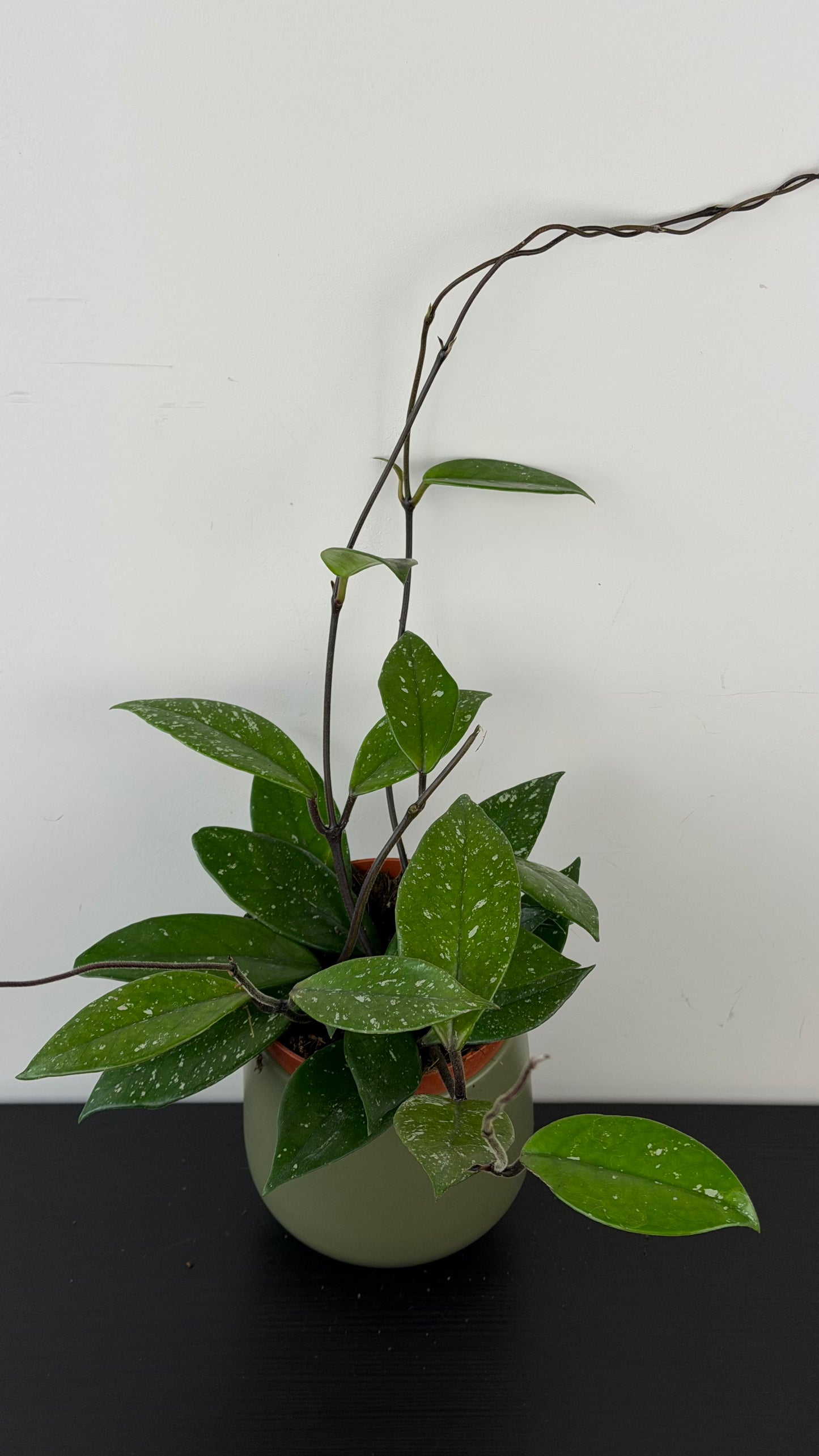 Hoya carnosa Stardust