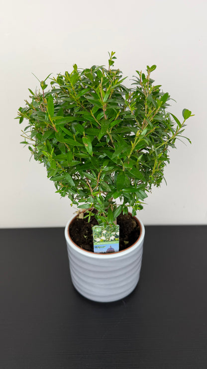 Myrtus Communis