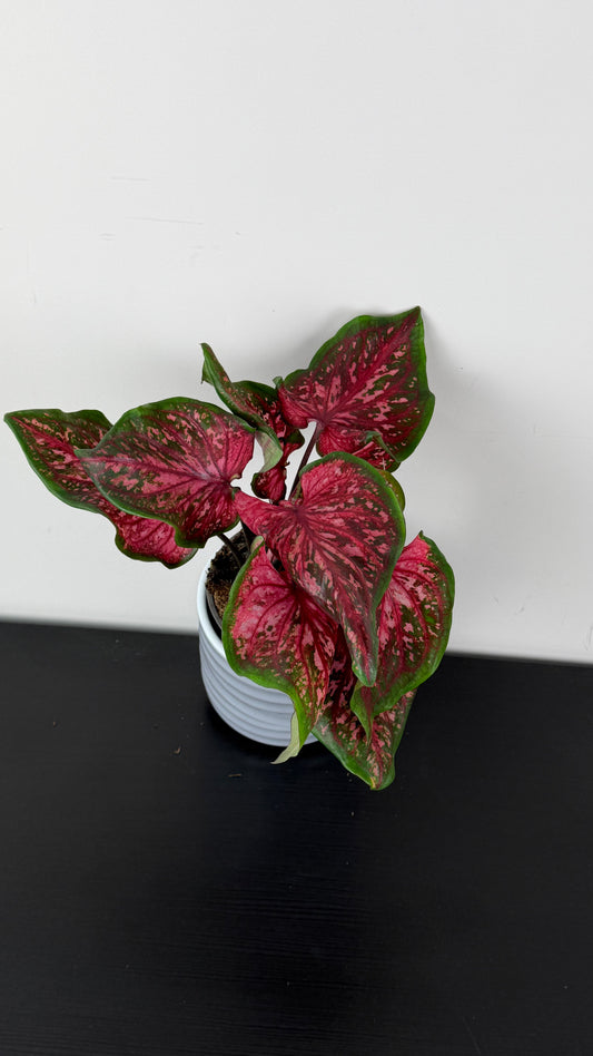 Caladium 2