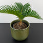 Cycas Revoluta