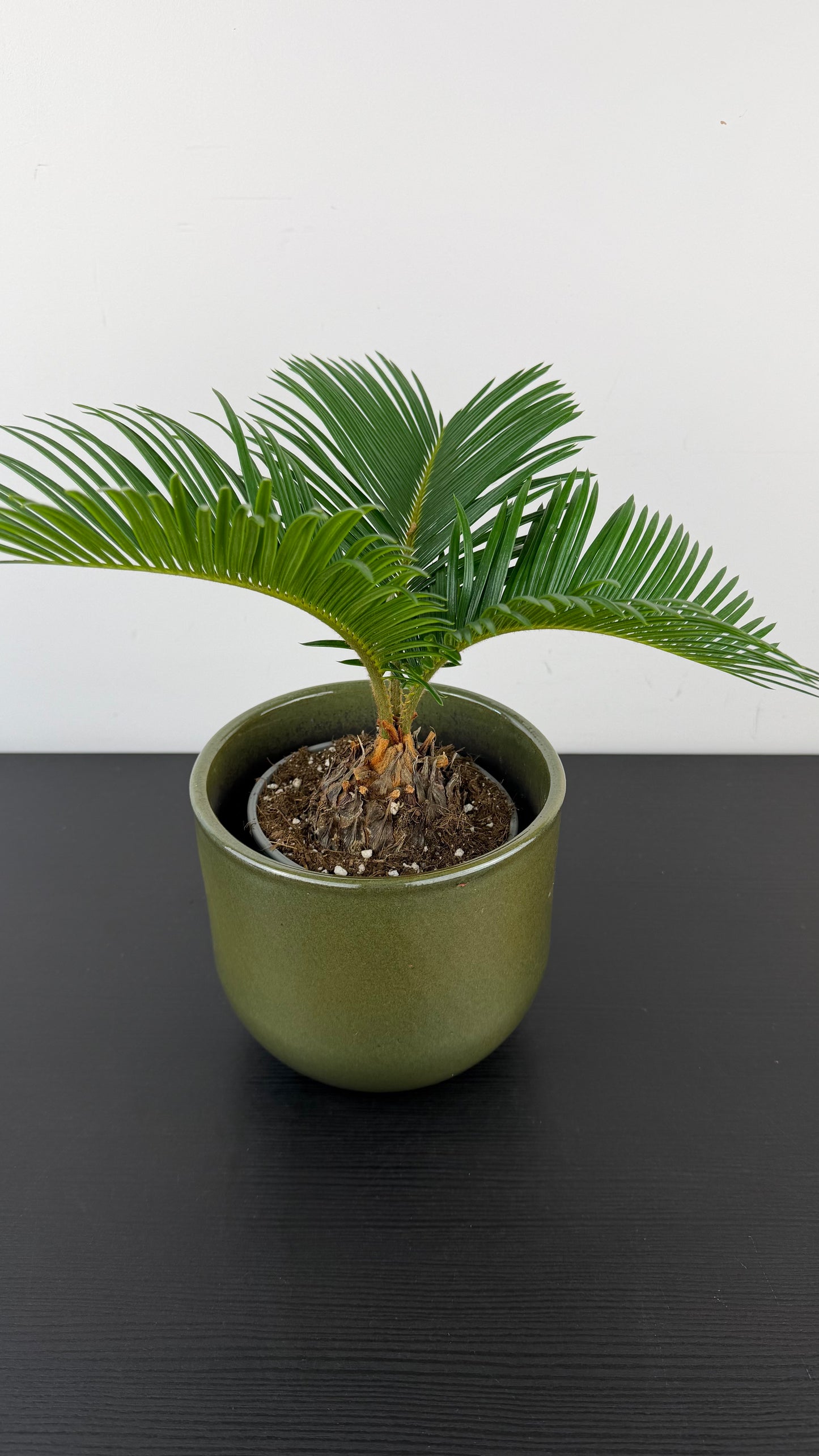 Cycas Revoluta