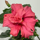 Hibiscus Red/Pink