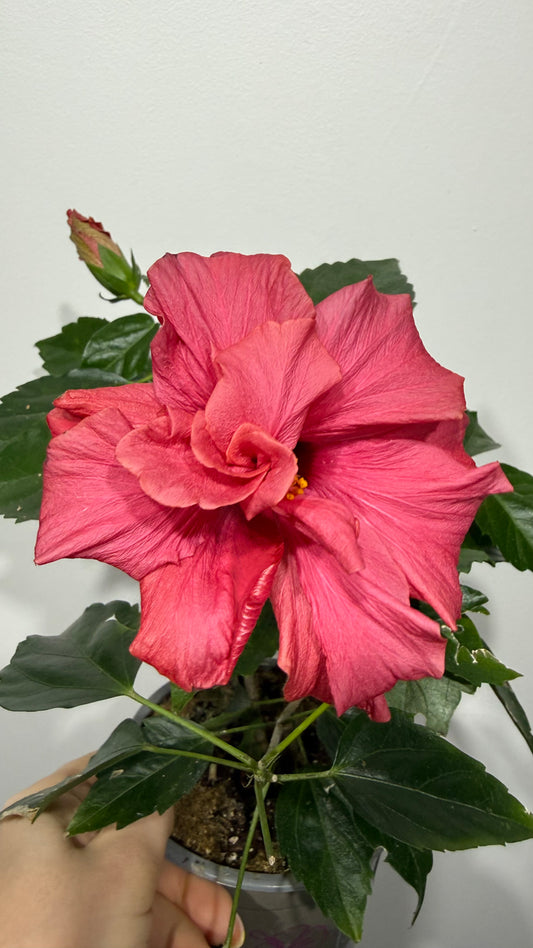 Hibiscus Red/Pink