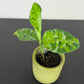 Aglaonema Pictum Tricolor