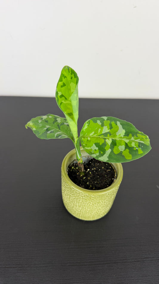Aglaonema Pictum Tricolor