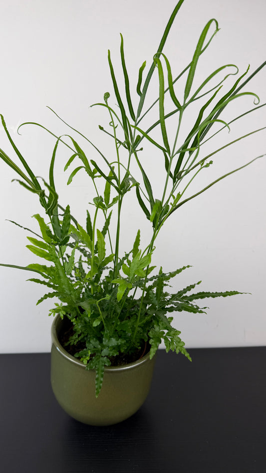 Fern 6