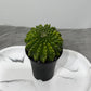 Gymnocalycium Spineless