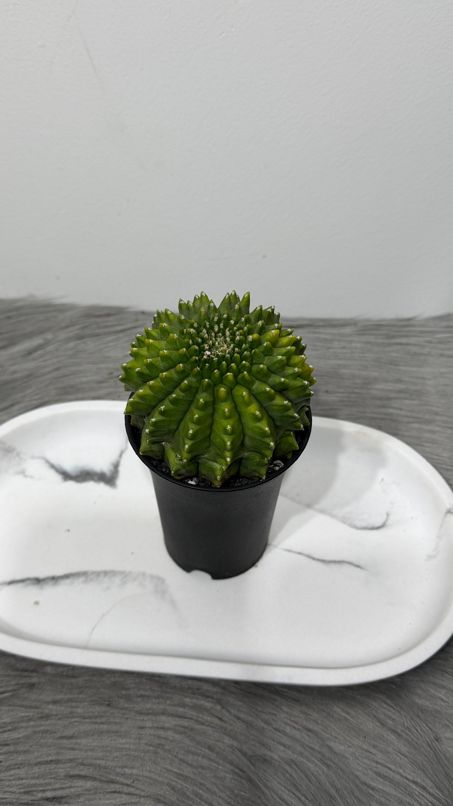Gymnocalycium Spineless