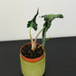 Alocasia Loco