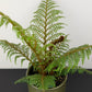 Cyathea Tomentosissima