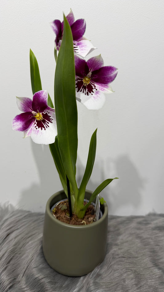 Miltoniopsis 2
