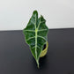 Alocasia Longiloba Dwarf
