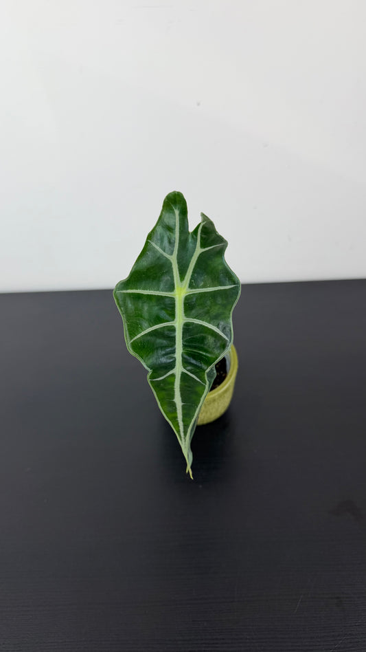 Alocasia Longiloba Dwarf