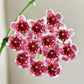 Hoya wayetii