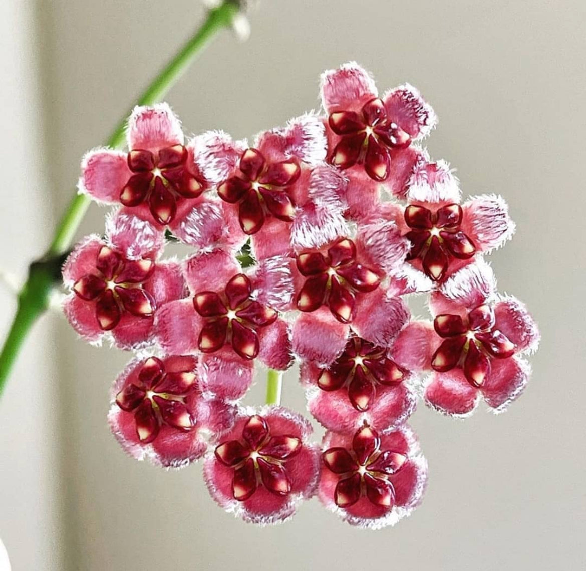 Hoya wayetii