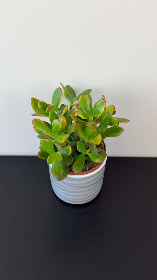 Crassula 2