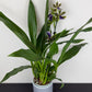 Zygopetalum Louisendorf