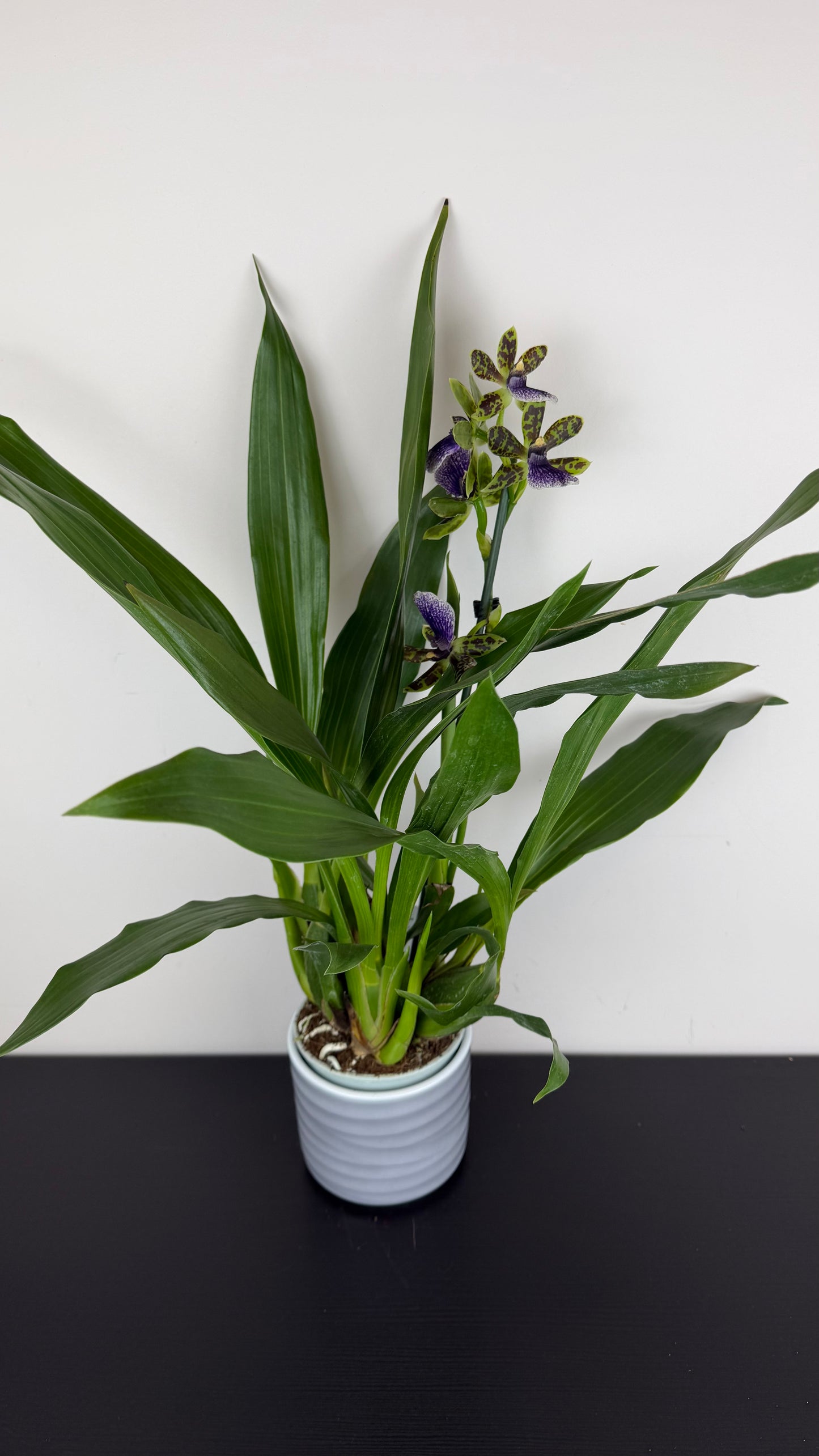 Zygopetalum Louisendorf