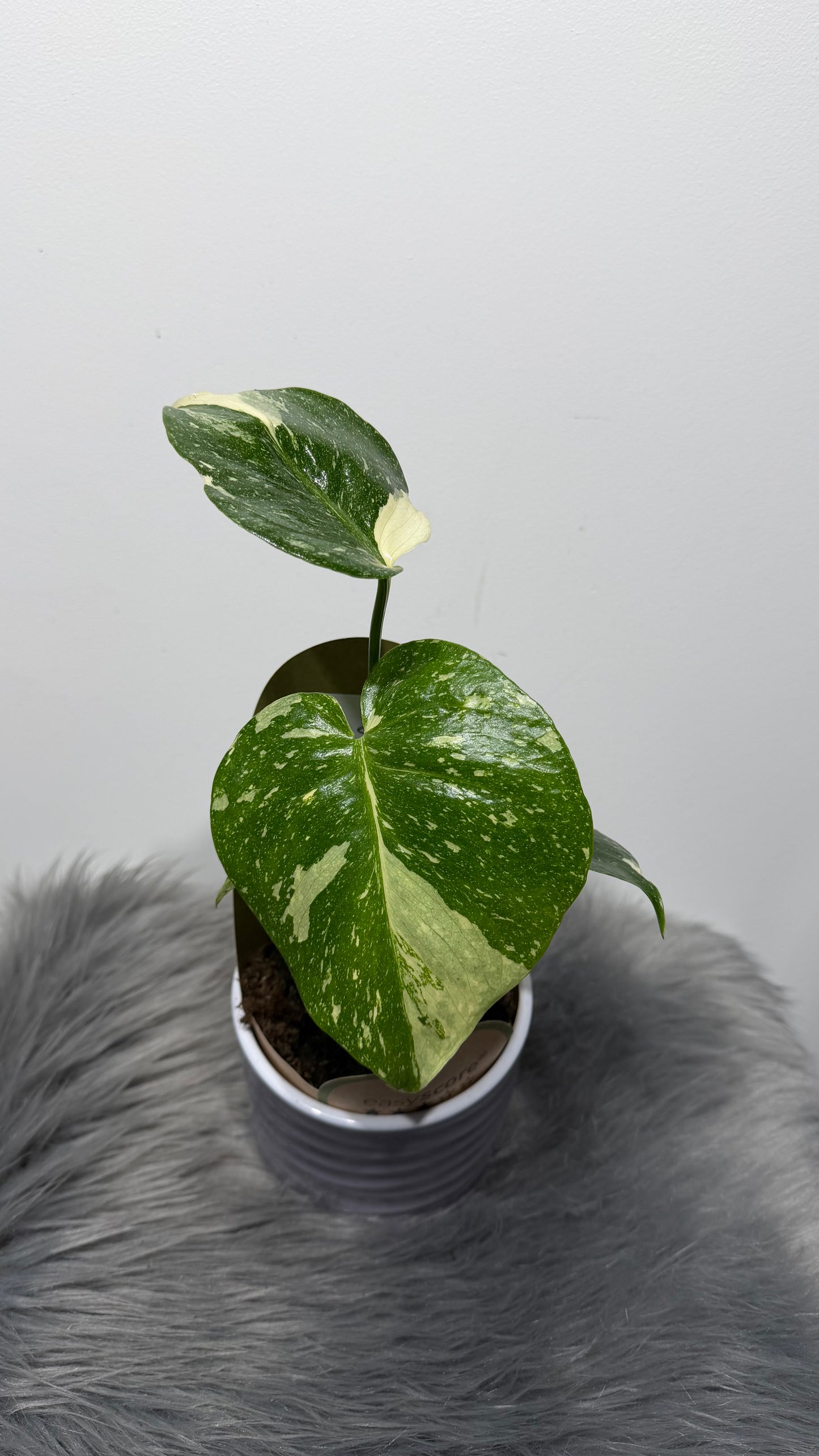 Monstera Thai Constellation