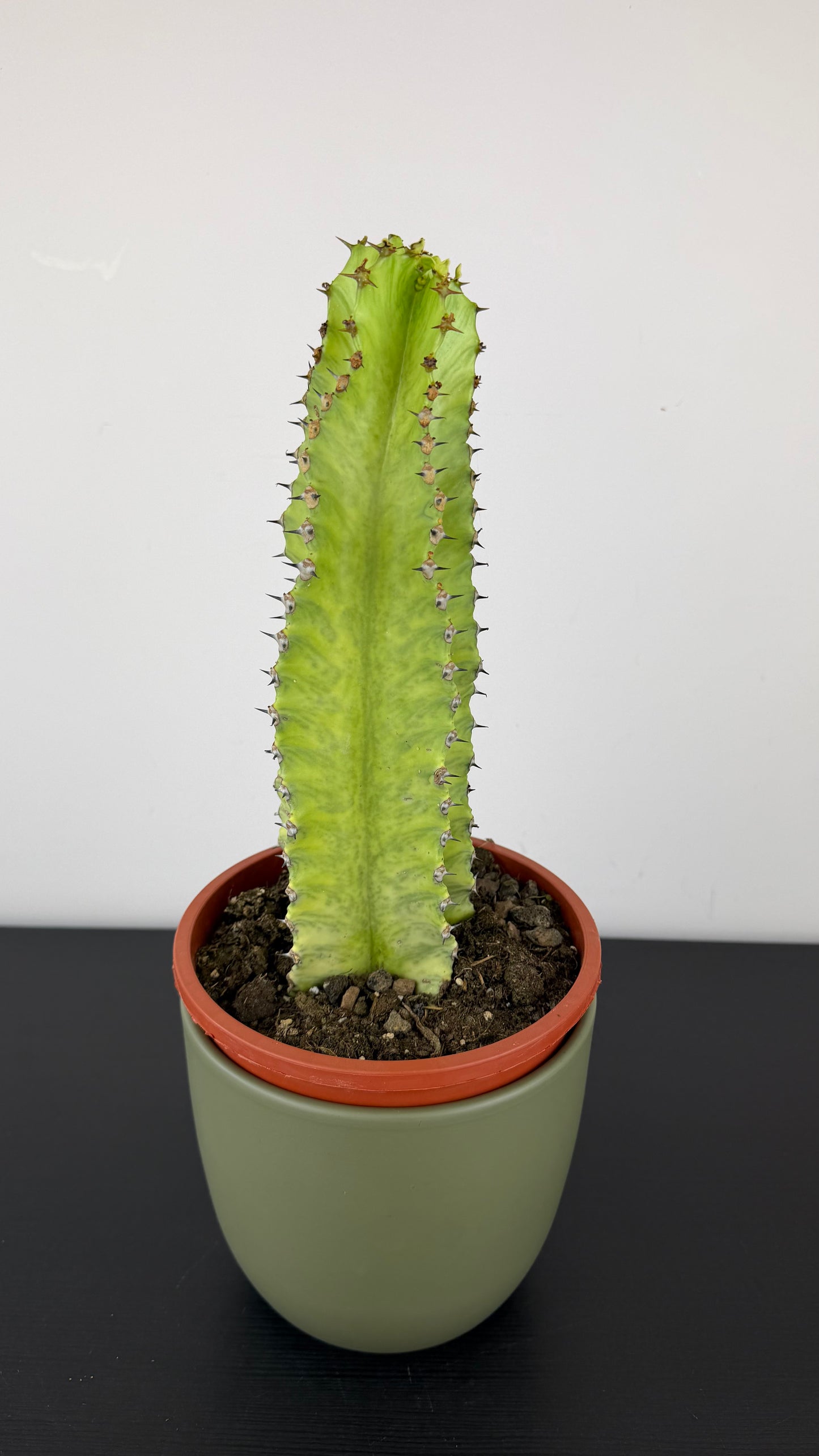 Euphorbia Ingens Variegata Marmorata