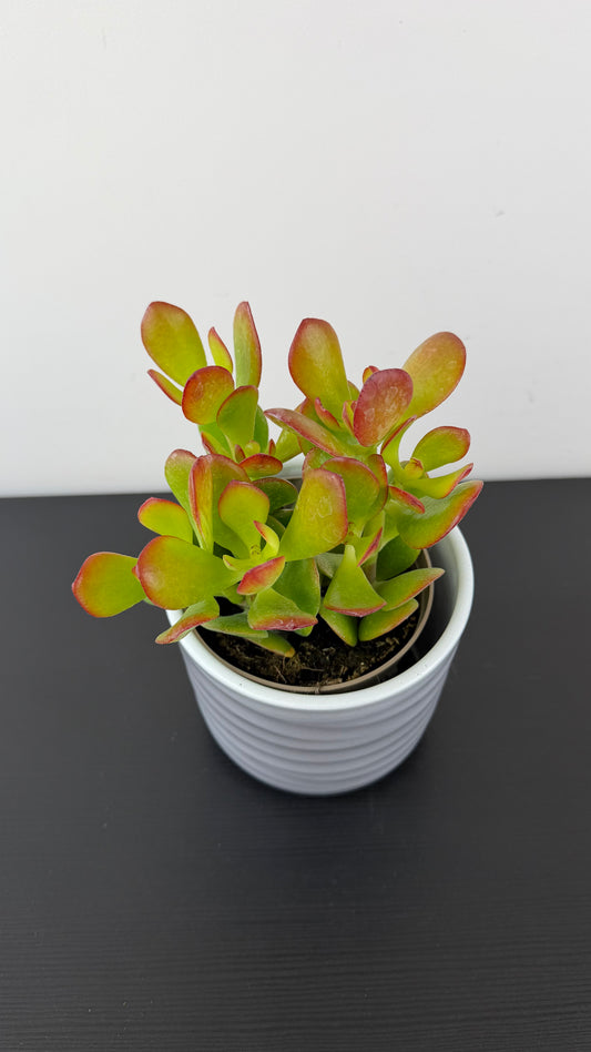 Crassula 8