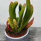 Kalanchoe Thyrsiflora