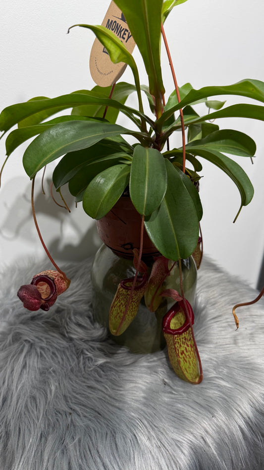 Nepenthes Sam