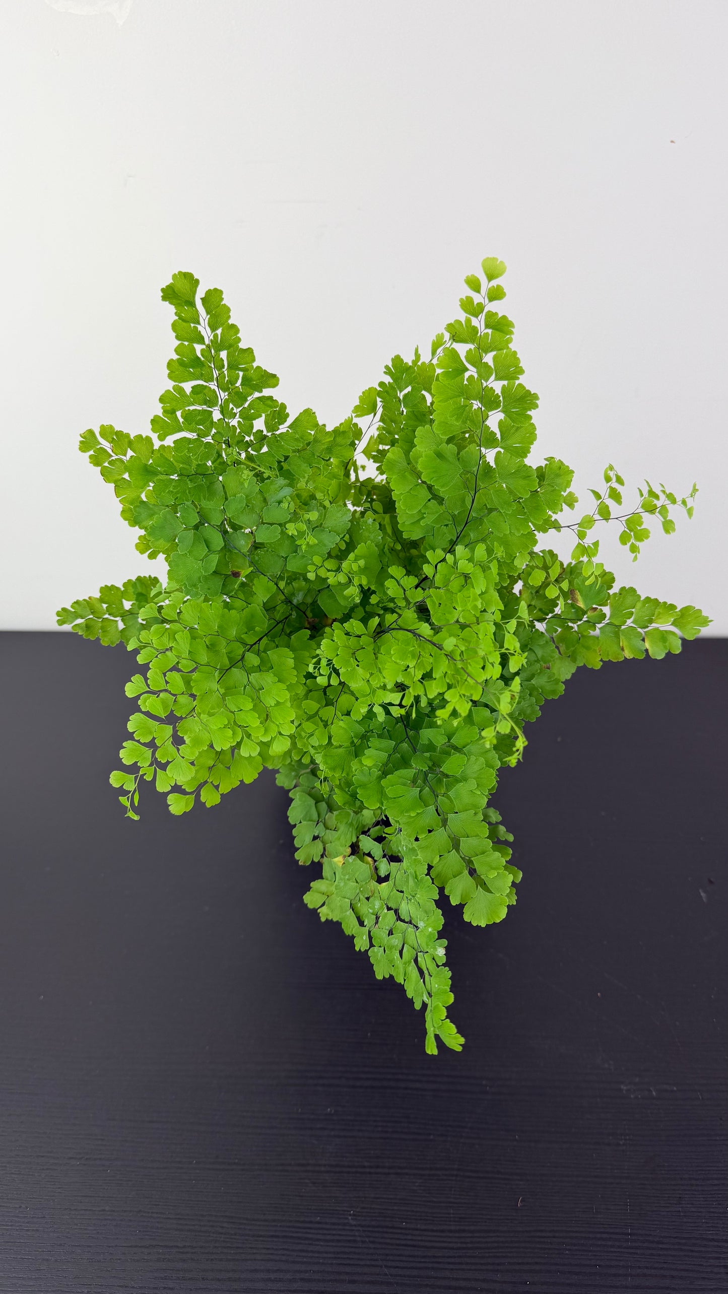 Adiantum Fragrans