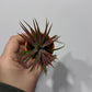 Tillandsia Air plant 2