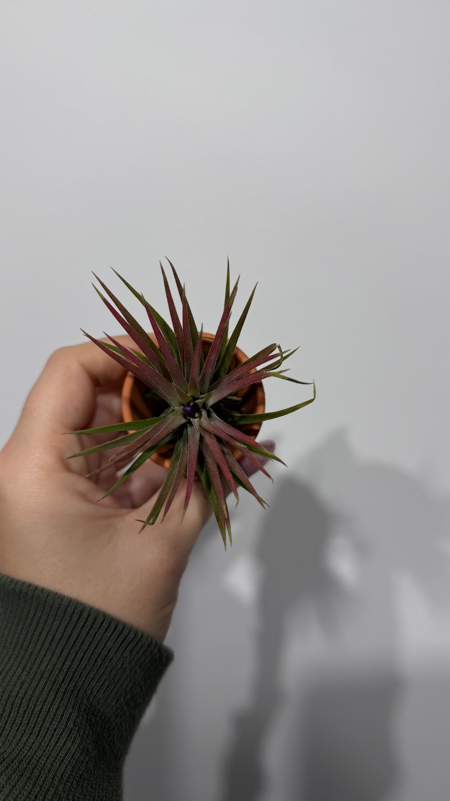 Tillandsia Air plant 2