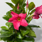Mandevilla Coral Pink
