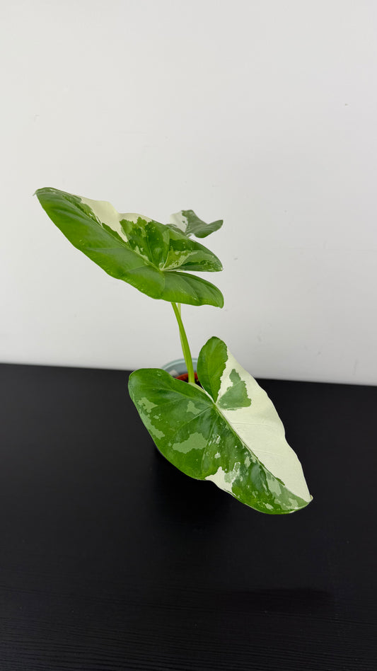 Alocasia macrorrhiza Variegata