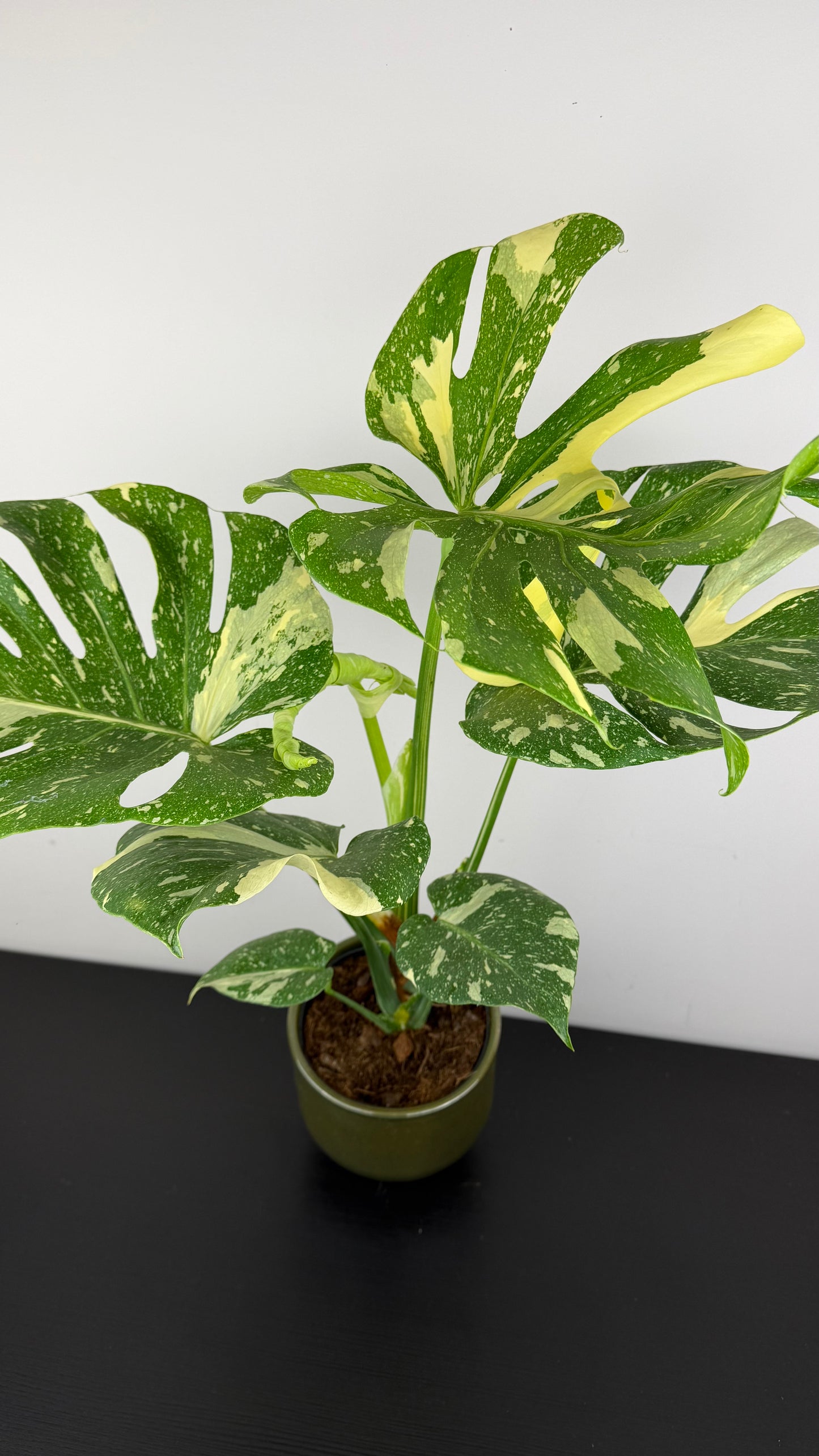 Monstera Thai Constellation