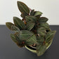 Ludisia discolor