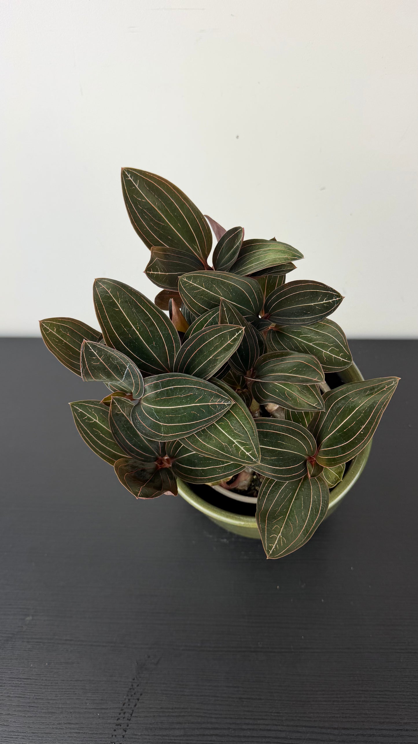 Ludisia discolor