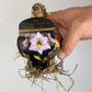Hippeastrum Picotee