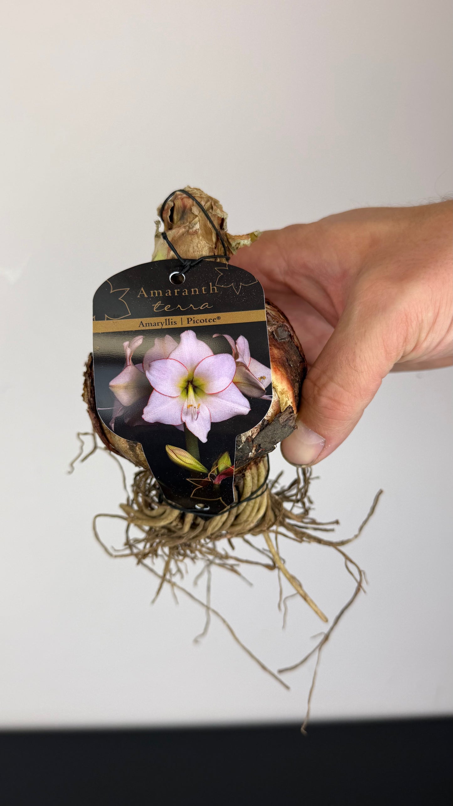Hippeastrum Picotee