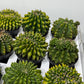 Gymnocalycium Spineless