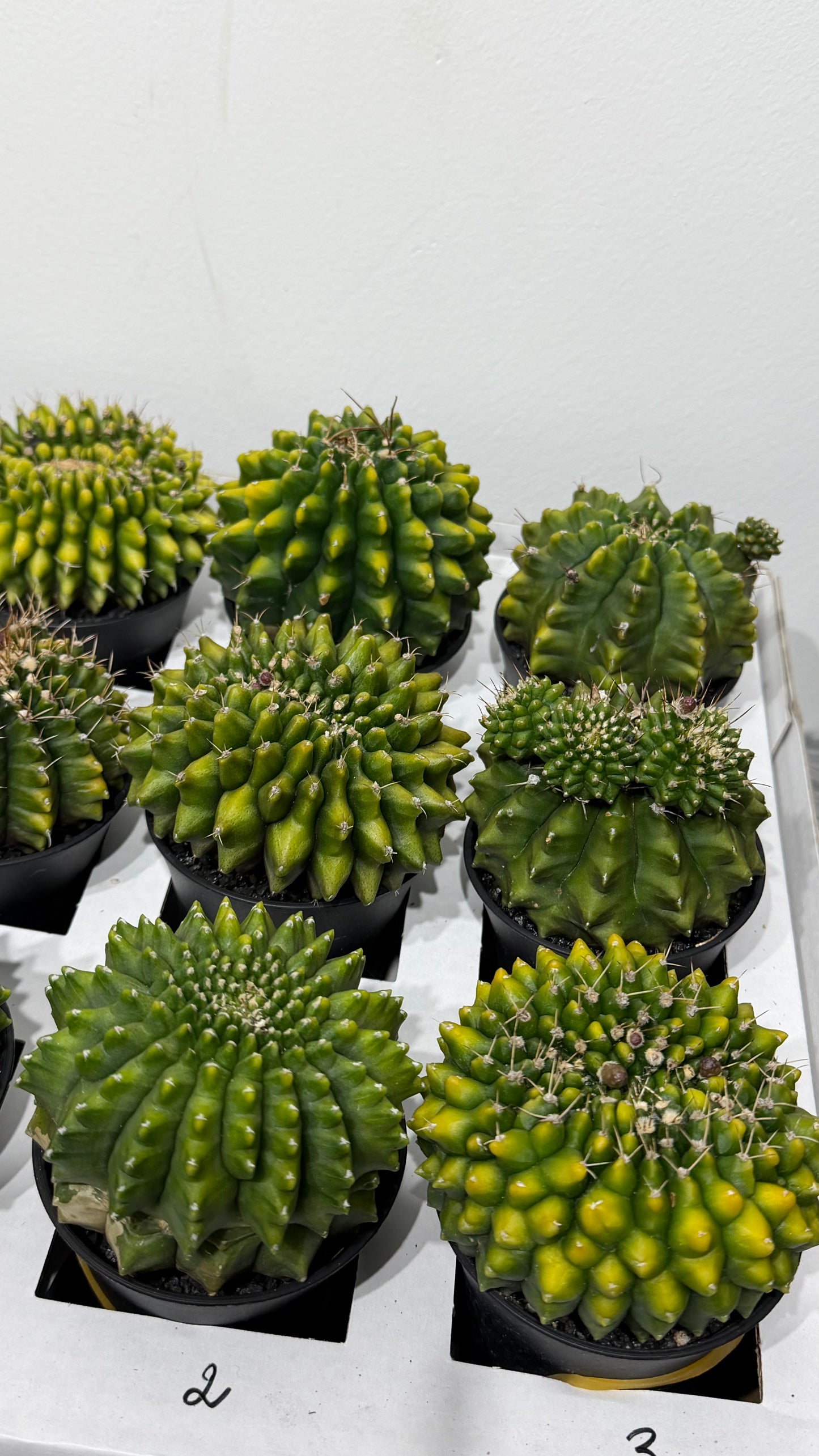 Gymnocalycium Spineless