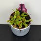 Dionaea Muscipula