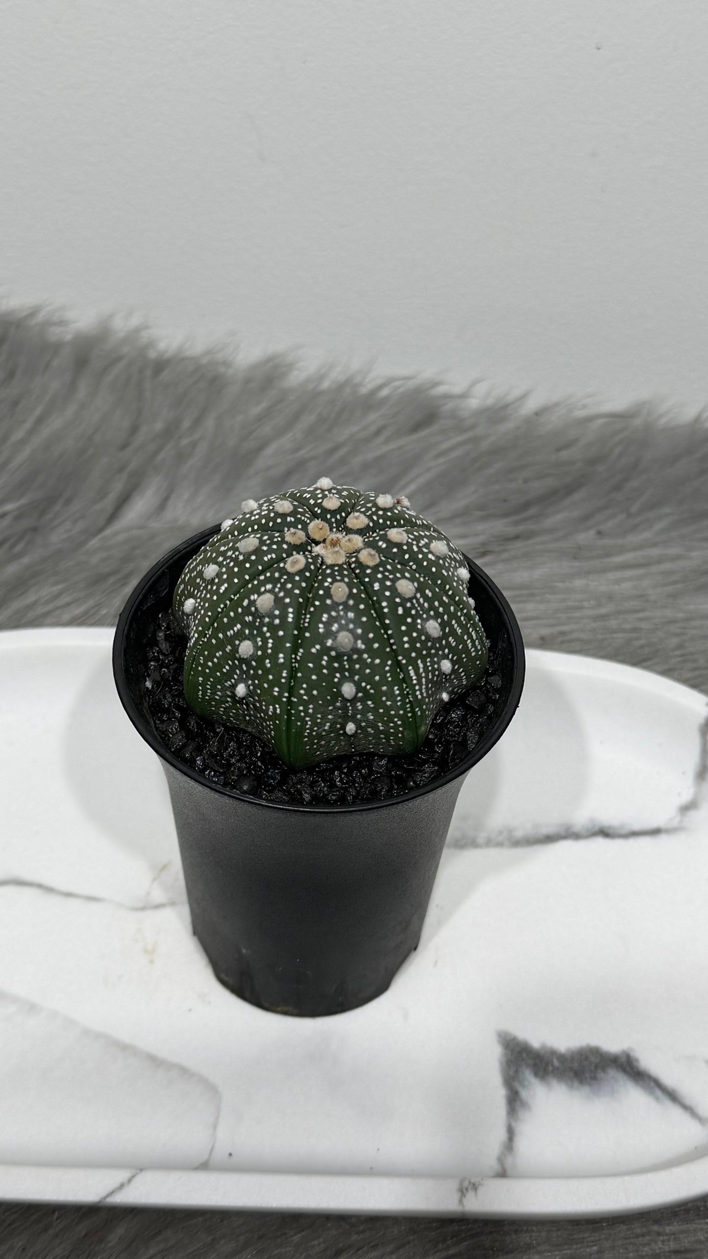 Astrophytum Asterias