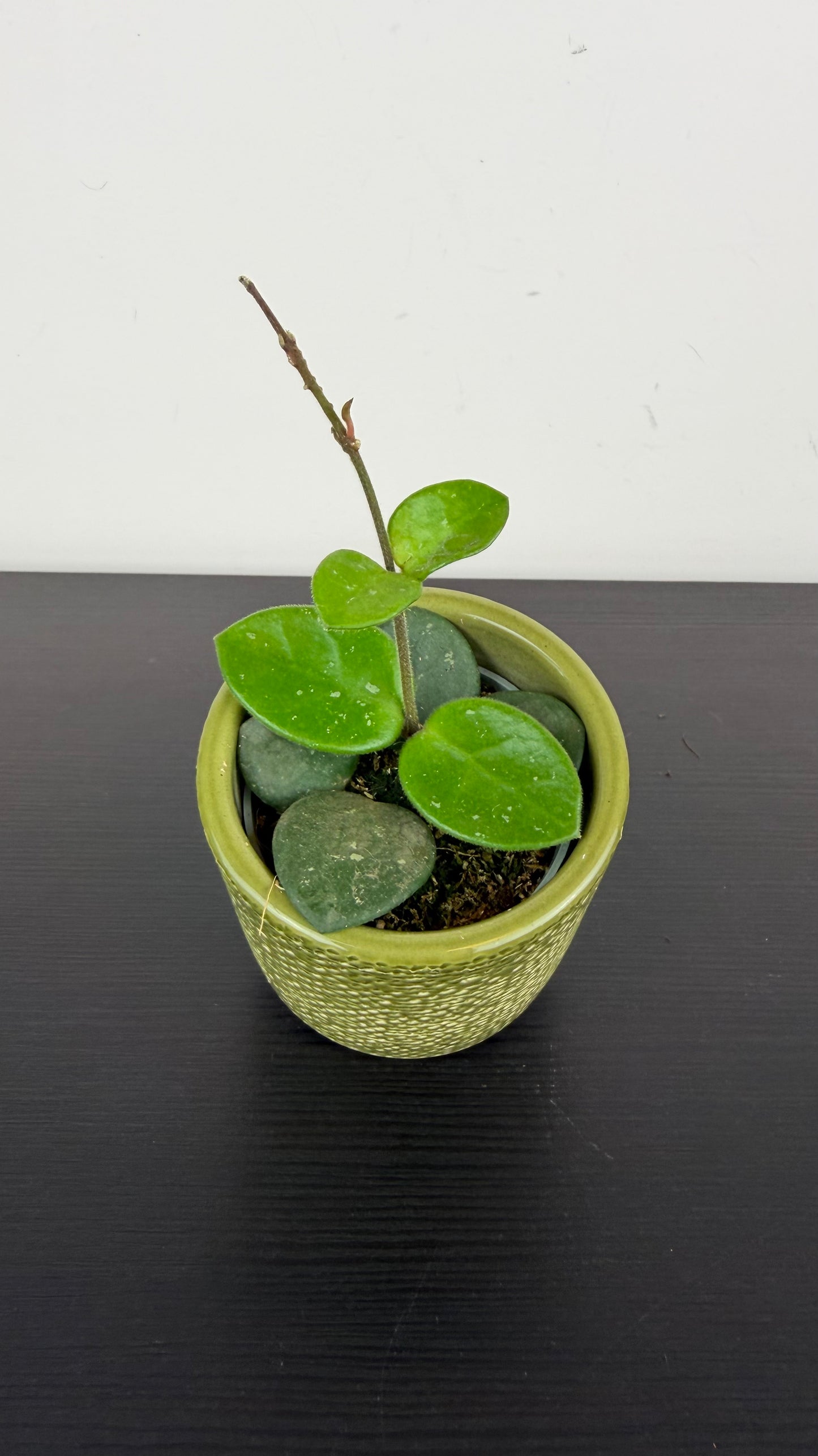 Hoya Mathilde