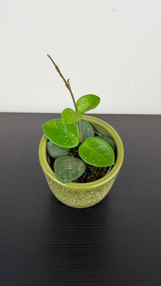 Hoya Mathilde