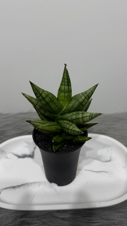 Sansevieria 5