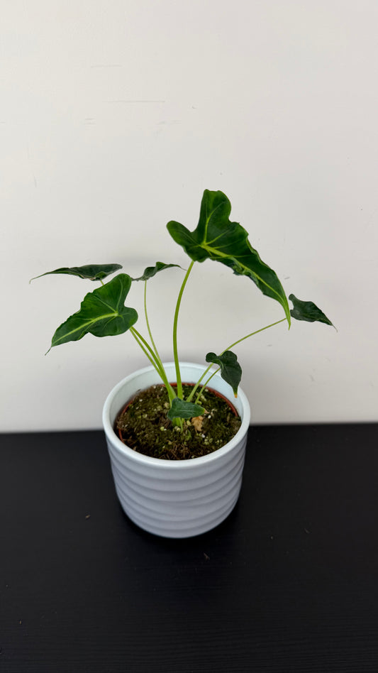 Alocasia Frydek Tattoo