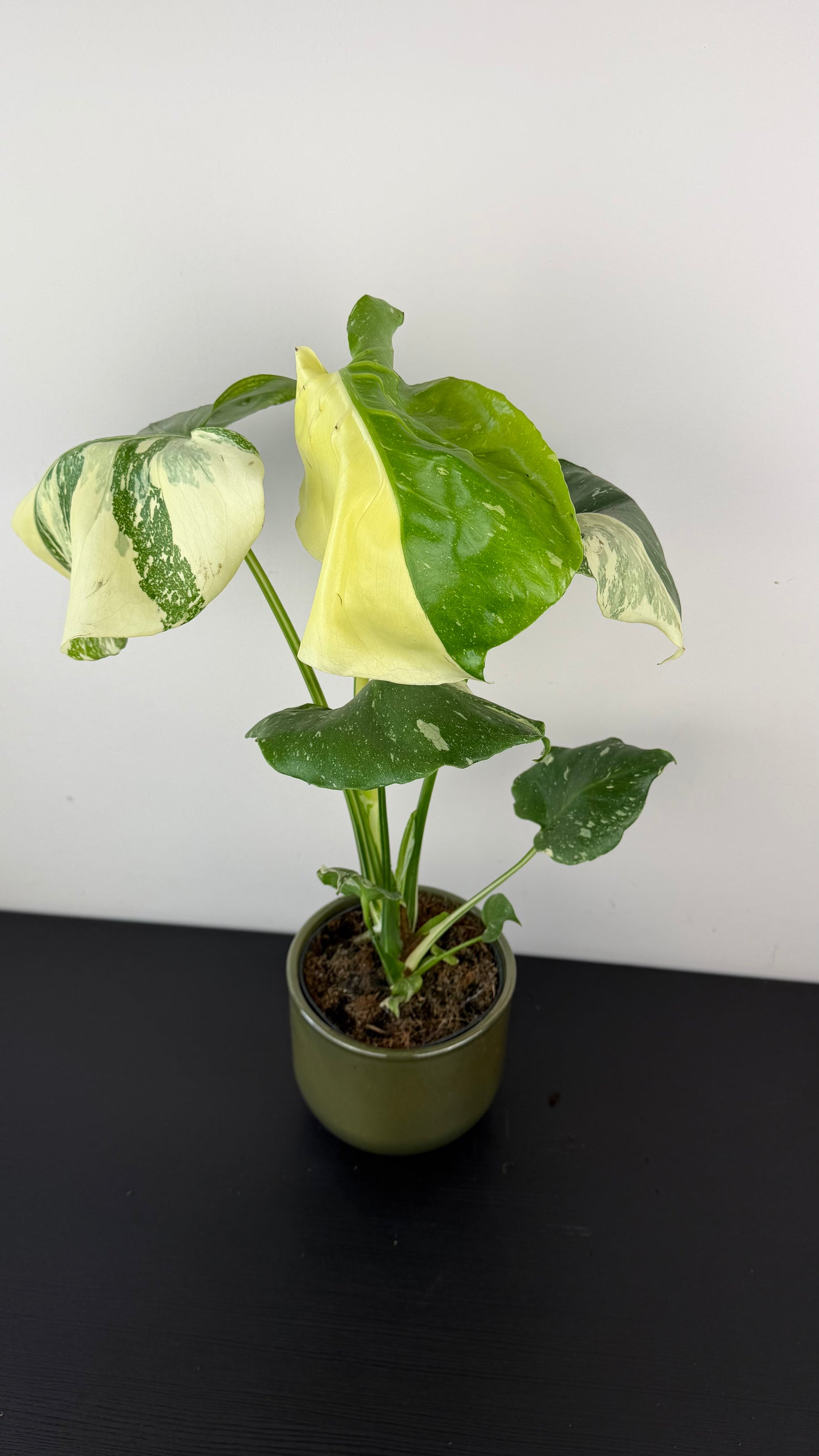 Monstera Thai Constellation